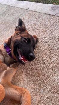 Nelly Fur-Tado - Located in Oklahoma -  Belgian Shepherd Malinois Dog for Adoption in Imlay City, Michigan - Nelly Fur-Tado - Located In Oklahoma | PetCurious