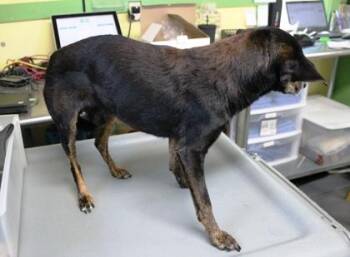 Chihuahua and Mixed Breed Dogs Available for Adoption in Picayune, Mississippi - Taquito | PetCurious