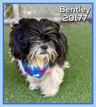 BENTLEY -  Shih Tzu Dog for Adoption in Marietta, Georgia - BENTLEY | PetCurious