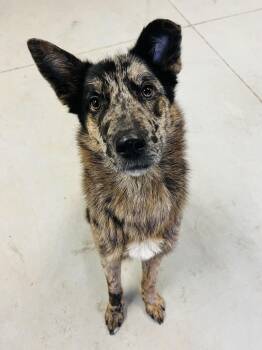 Australian Cattle Dog Blue Heeler Dogs Available for Adoption - Dennis | PetCurious