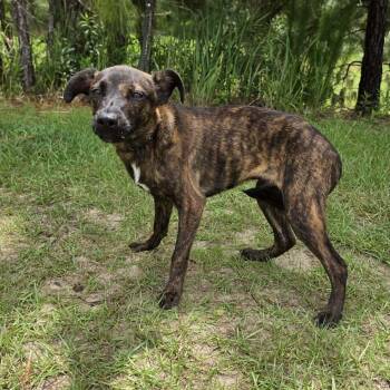 Axel -  Labrador Retriever Dog for Adoption in Foley, Alabama - Axel | PetCurious