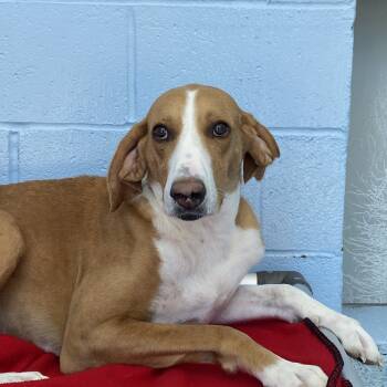Rescue Hound Dogs for Adoption in Winnabow, North Carolina - Cody | PetCurious