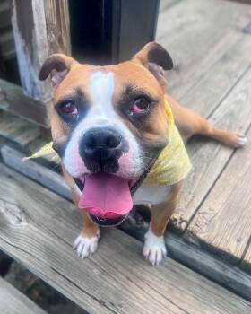 Sideshow Bob -  Mixed Breed Dog for Adoption in Cincinnati, Ohio - Sideshow Bob | PetCurious