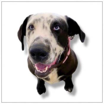 Celeste -  Great Dane and Catahoula Leopard Dog Dog for Adoption in Alexander, Arkansas - Celeste | PetCurious