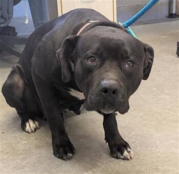 ATHENA -  Pit Bull Terrier and Labrador Retriever Dog for Adoption in Camarillo, California - ATHENA | PetCurious