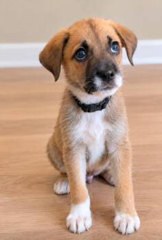 Willie -  German Shepherd Dog Dog for Adoption in Churchville, New York - Willie | PetCurious
