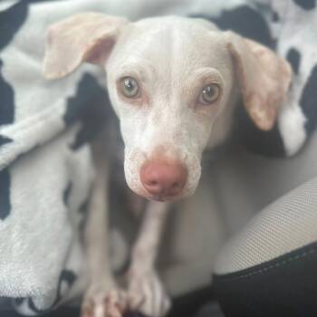 Rescue Terrier Dogs for Adoption in Baldwin, Maryland - Silver | PetCurious