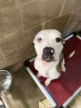 Violet -  Pit Bull Terrier and Mixed Breed Dog for Adoption in Virginia, Minnesota - Violet | PetCurious
