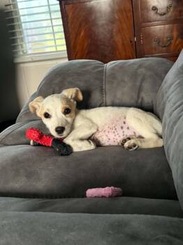 Sundae - as sweet as her name -  Jack Russell Terrier Dog for Adoption in Ocean Township, New Jersey - Sundae - As Sweet As Her Name | PetCurious