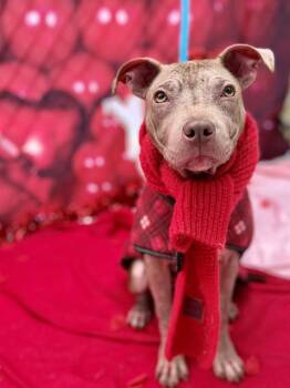 Pit Bull Terrier Dogs Available for Adoption - OLLIE | PetCurious