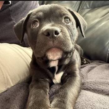 Pit Bull Terrier Dogs Available for Adoption in Parker, Colorado - 418 (2026) Twitch | PetCurious