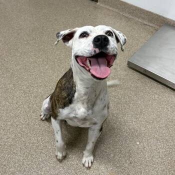 Boxer and Pit Bull Terrier Dogs Available for Adoption in League City, Texas - Maple | PetCurious