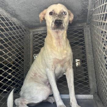Cookies N cream -  Shepherd Dog for Adoption in Edinburg, Texas - Cookies N Cream | PetCurious