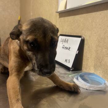 Rescue Mixed Breed Dogs for Adoption in Valley, Alabama - Lydia | PetCurious