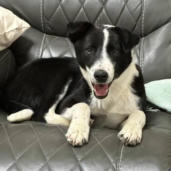 Border Collie Dogs Available for Adoption - Adidas | PetCurious