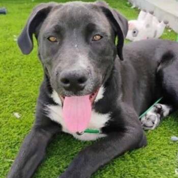 Oreo -  Great Pyrenees and Labrador Retriever Dog for Adoption in Jupiter, Florida - Oreo | PetCurious