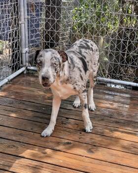 Rescue Catahoula Leopard Dog Dogs for Adoption in Manchester, Connecticut - Jet | PetCurious