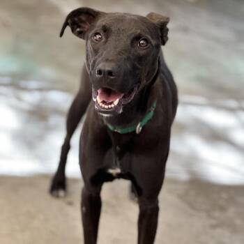 Pit Bull Terrier Dogs Available for Adoption in Durango, Colorado - Tucker | PetCurious