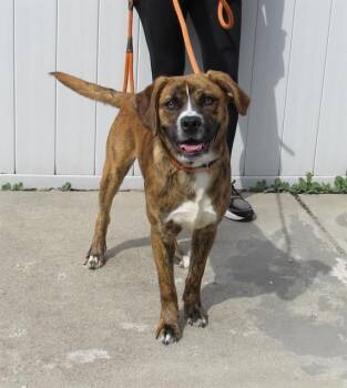 Rescue Plott Hound and Mixed Breed Dogs for Adoption in Louisville, Kentucky - WINSLOW | PetCurious