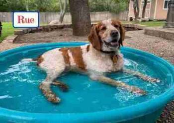 Rue-Ski -  Brittany Spaniel Dog for Adoption in Fort Worth, Texas - Rue-Ski | PetCurious