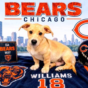 Williams -  Mixed Breed Dog for Adoption in Joliet, Illinois - Williams | PetCurious