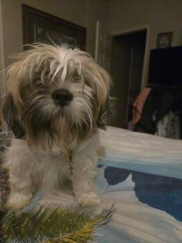 Shih Tzu Dogs Available for Adoption in Grafton, Wisconsin - SPONSOR OR FOSTER ME - Gracie | PetCurious
