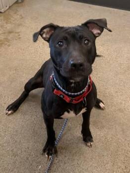 Pit Bull Terrier Dogs Available for Adoption in Cleveland, Ohio - Luna | PetCurious