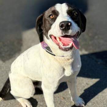 Rescue Hound Dogs for Adoption in Concord, North Carolina - Spruce | PetCurious