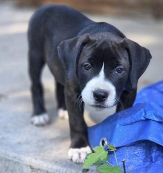 Dum-Dum -  Chesapeake Bay Retriever Dog for Adoption in Lincoln, Nebraska - Dum-Dum | PetCurious
