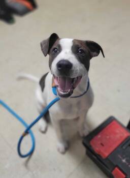 Rescue Mixed Breed Dogs for Adoption in Chillicothe, Ohio - Ghost Bob | PetCurious