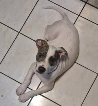 Zeus -  Mixed Breed Dog for Adoption in Hobart, Indiana - Zeus | PetCurious