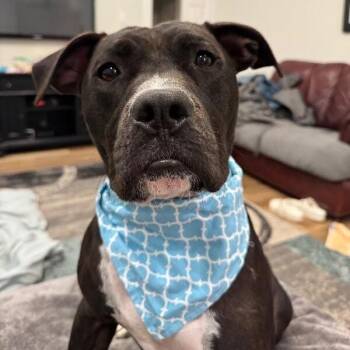 Boxer and Pit Bull Terrier Dogs Available for Adoption - Tango The Tiny Dancer | PetCurious