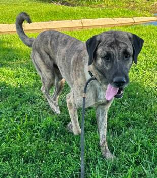 Kingston -  Shepherd Dog for Adoption in Evansville, Indiana - Kingston | PetCurious