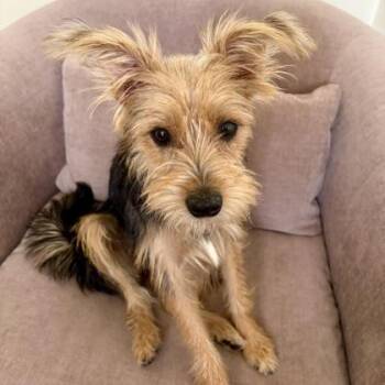 Lacey -  Yorkshire Terrier and Mixed Breed Dog for Adoption in Elk Grove Village, Illinois - Lacey | PetCurious