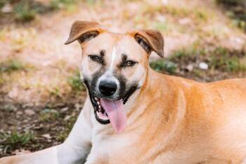 Rescue Shepherd and American Staffordshire Terrier Dogs for Adoption in Houston, Texas - Baltic | PetCurious