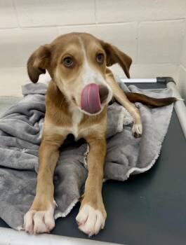 Mixed Breed Dogs Available for Adoption in St. Joseph, Michigan - Waffle | PetCurious