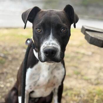 Boxer Dogs Available for Adoption in Birmingham, Alabama - Ethan | PetCurious
