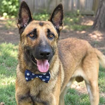 MELFOY GS -  German Shepherd Dog Dog for Adoption in Lucas, Texas - MELFOY GS | PetCurious