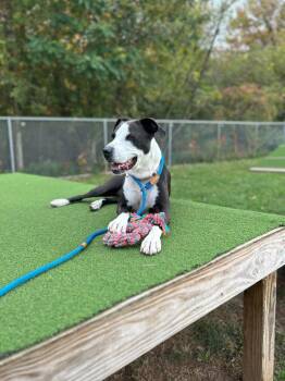 Lady -  Pit Bull Terrier and Hound Dog for Adoption in Meriden, Connecticut - Lady | PetCurious