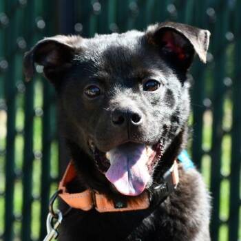 Chow Chow and Mixed Breed Dogs Available for Adoption in Johnson City, Tennessee - Lionel | PetCurious