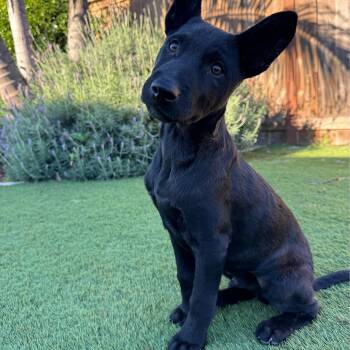 Labrador Retriever Dogs Available for Adoption - Ganzito | PetCurious