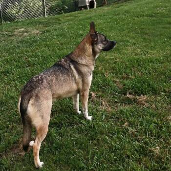 Adele -  Norwegian Elkhound Dog for Adoption in Clay City, Kentucky - Adele | PetCurious