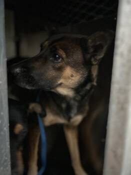 Rescue Shepherd and Mixed Breed Dogs for Adoption in Fort Worth, Texas - 59703743 | PetCurious