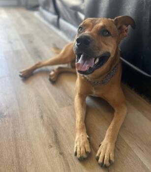 Oso -  Shepherd Dog for Adoption in Thornton, Colorado - Oso | PetCurious