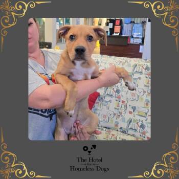 Labrador Retriever and Shepherd Dogs Available for Adoption in Cumberland, Rhode Island - Theo | PetCurious