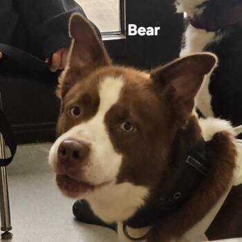 Bear -  Mixed Breed Dog for Adoption in Ballston Spa, New York - Bear | PetCurious