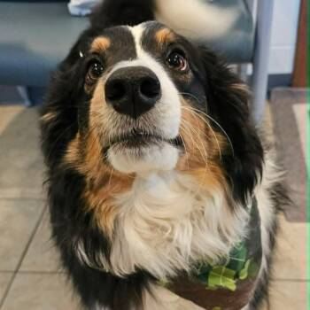 Chino  -  Border Collie Dog Available for Adoption in Sparta, Wisconsin - Chino  | PetCurious