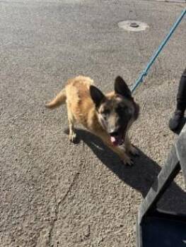 BETHANY -  German Shepherd Dog Dog for Adoption in Stockton, California - BETHANY | PetCurious