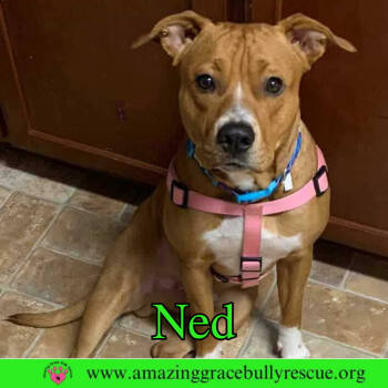 Rescue Pit Bull Terrier Dogs for Adoption in Pensacola, Florida - Ned | PetCurious