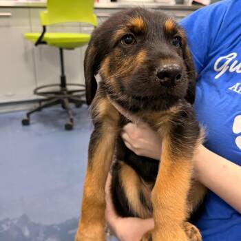 The Skipper -  Mixed Breed Dog for Adoption in Greensboro, North Carolina - The Skipper | PetCurious